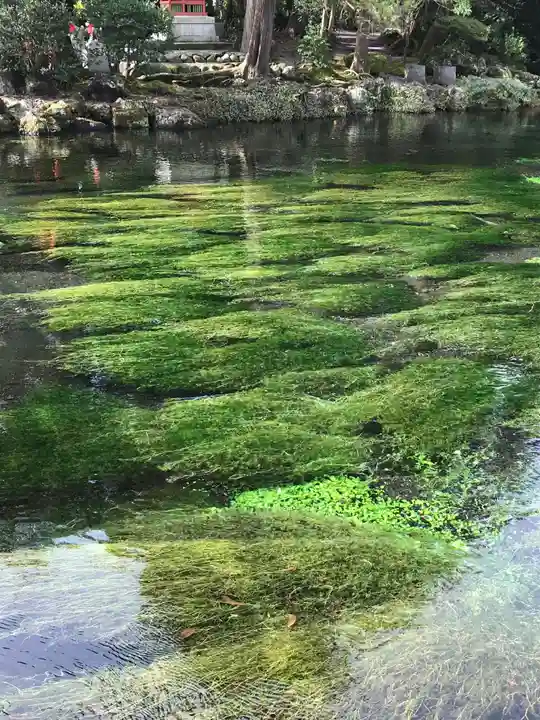 富士山本宮浅間大社の庭園