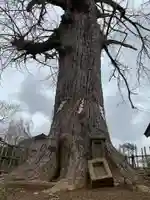 養老神社の自然