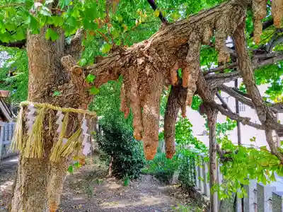 多奈波太神社の自然
