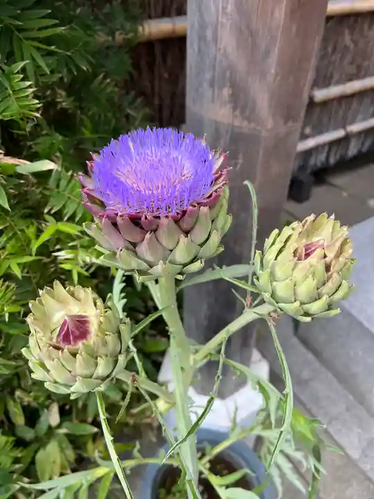 戸越八幡神社の自然