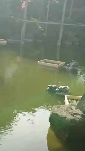 亀戸天神社の庭園