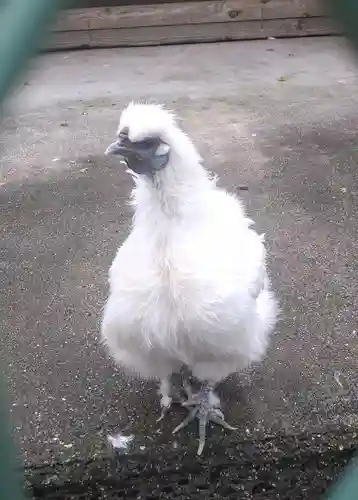 阿智神社の動物