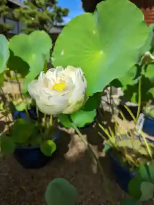 法金剛院(京都府)