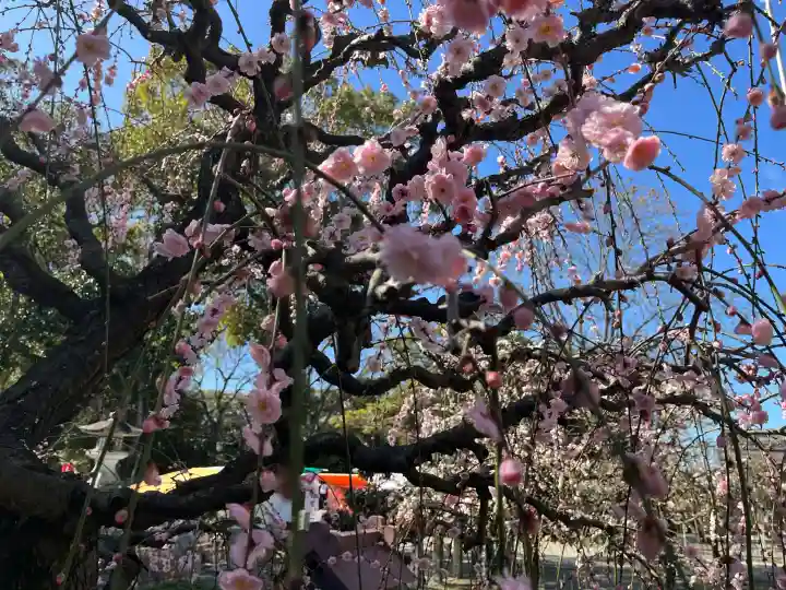 結城神社の{uncategorized: "未分類", other: "その他", undefined: "問題あり", building: "その他建物", grave: "お墓", sacred_gate: "鳥居", guardian: "狛犬", statue: "像", buddha: "仏像", history: "歴史", nature: "自然", garden: "庭園", animal: "動物", pagoda: "塔", temizu: "手水舎", mountain_gate: "山門・神門", sanctuary: "本殿・本堂", subordinate: "末社・摂社", art: "芸術", scenery: "景色", jizo: "地蔵", ema: "絵馬", goshuin: "御朱印", omikuji: "おみくじ", items: "授与品その他", amulet: "お守り", goshuincho: "御朱印帳", eats: "食事", festival: "お祭り", votive_dance: "神楽", shichigosan: "七五三参", wedding: "結婚式", experience: "体験その他", initially: "初詣", around: "周辺", anti_infection: "感染症対策"}