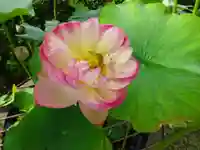 立志神社の自然