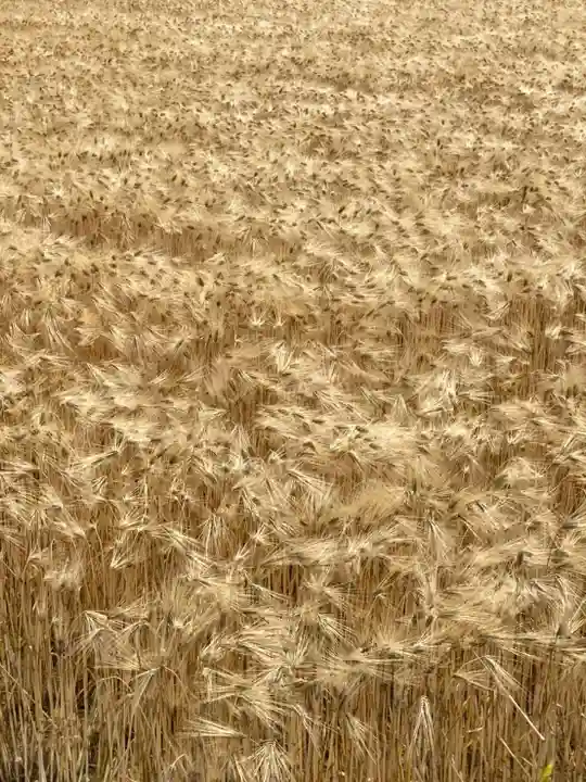 高繁大明神(稲荷)の自然