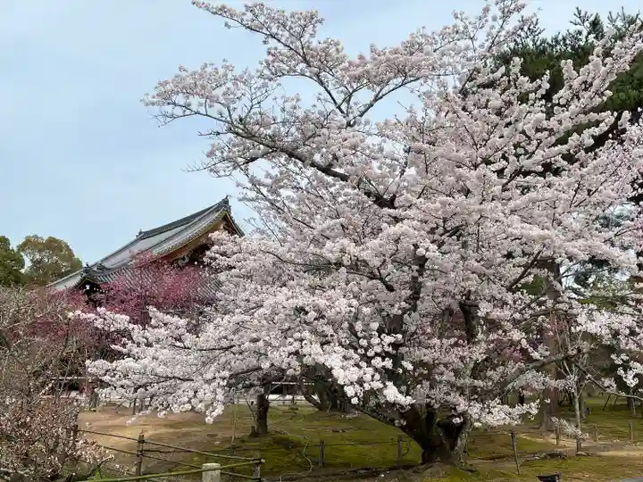 仁和寺(京都府)