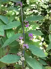 三輪神社の自然