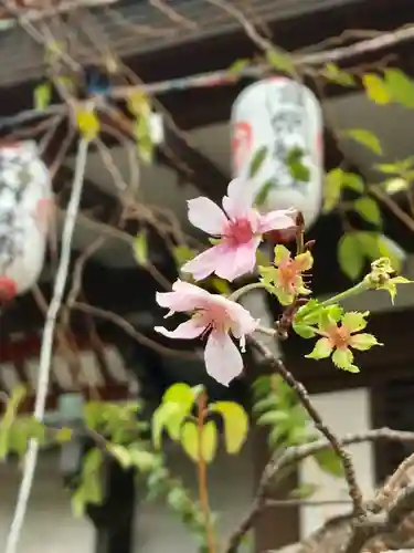 大坊本行寺の自然