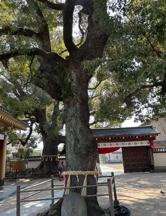 大聖観音寺(あびこ観音)(大阪府)