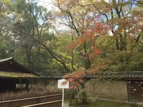 河合神社（鴨川合坐小社宅神社）の自然