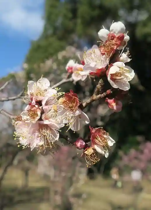 意賀美神社(大阪府)
