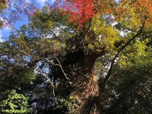 新田神社の自然