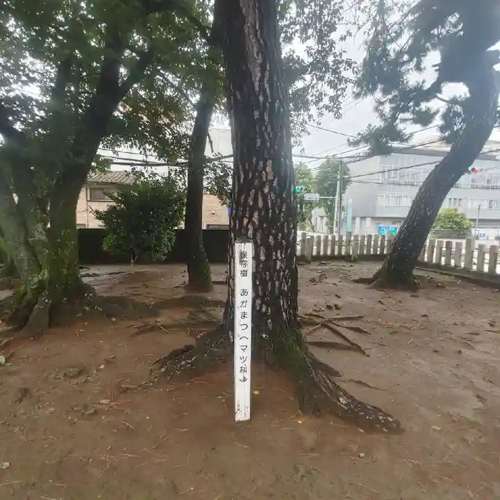 天疫神社の自然