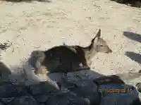 厳島神社(広島県)