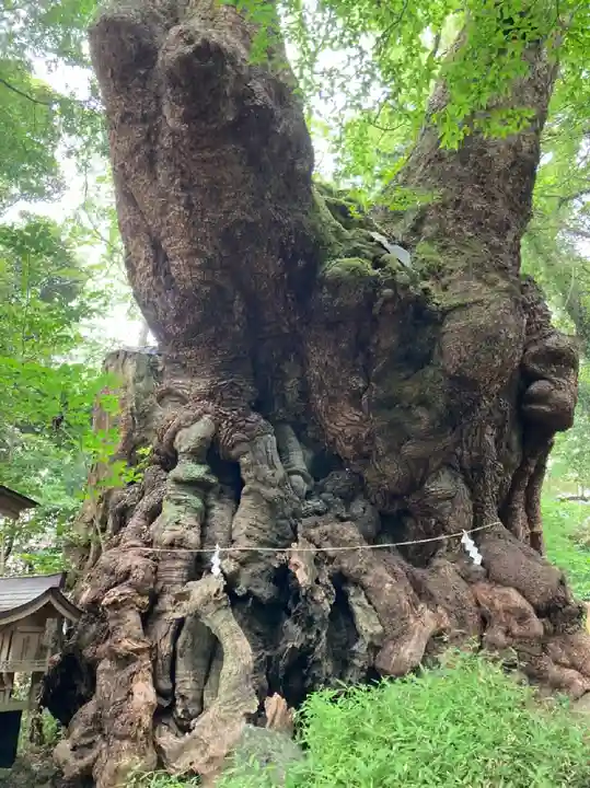 來宮神社(静岡県)