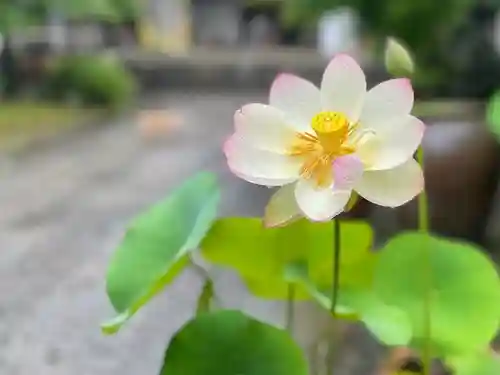 伊勢の国 四天王寺の自然
