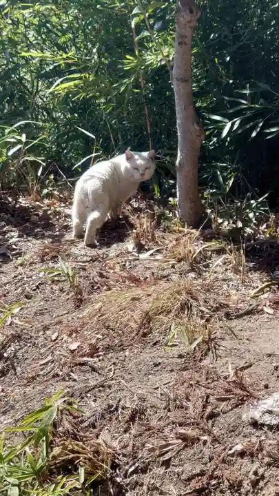 長屋神社の動物