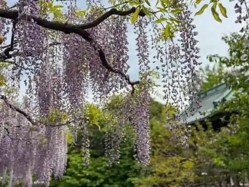 西新井大師総持寺(東京都)