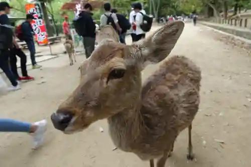 春日大社の動物
