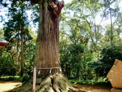 松山神社の自然