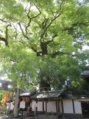 新熊野神社のその他建物
