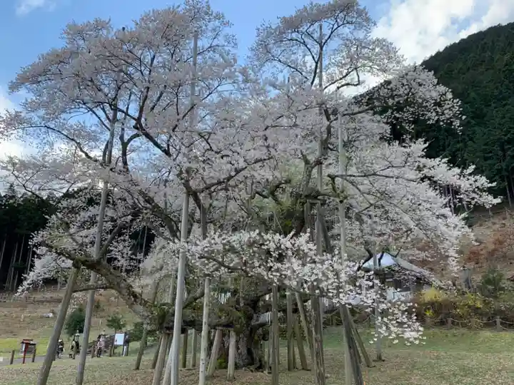 淡墨観音の自然