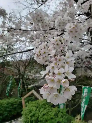 阿佐ヶ谷神明宮の自然