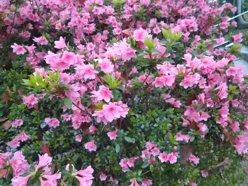 阿智神社の自然
