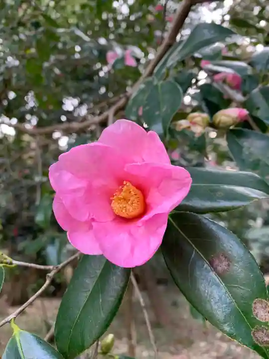 玉敷神社の自然