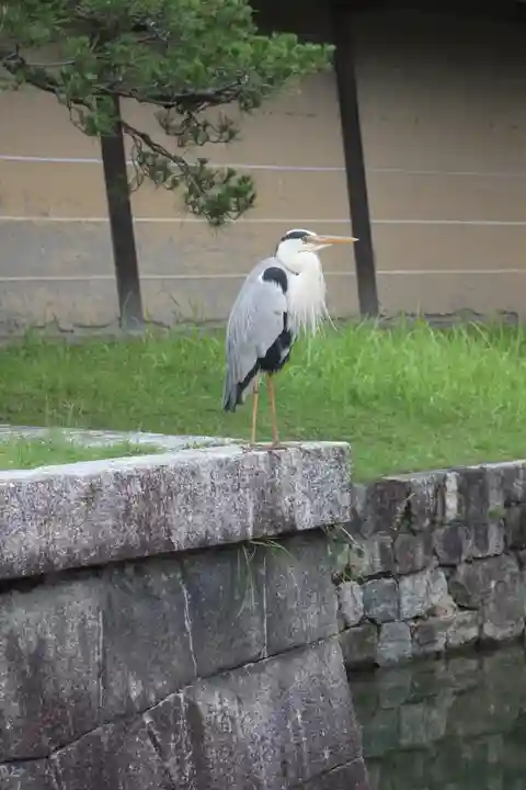 東寺(教王護国寺)の動物