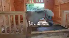 平塚八幡宮の動物