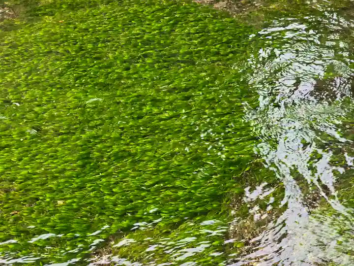 了徳寺(滋賀県)