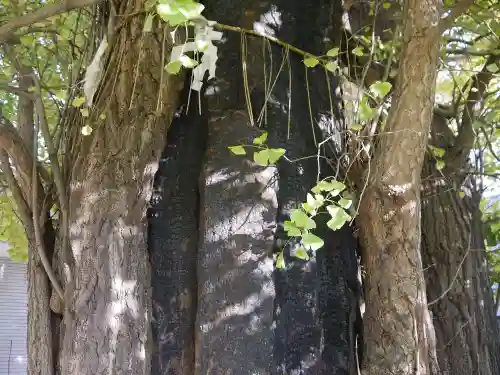 飛木稲荷神社の自然