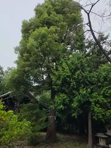 白鳥神社(神奈川県)