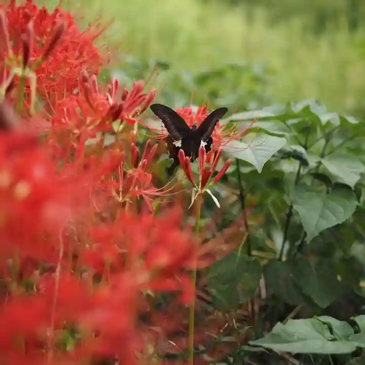 天王山 安楽寺(福井県)
