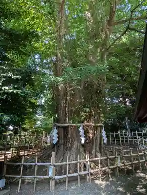 大國魂神社(東京都)