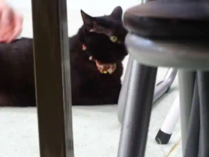 弥生神社の動物