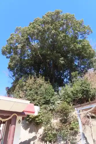 照日神社の自然
