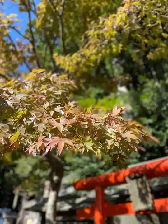 大山阿夫利神社の自然