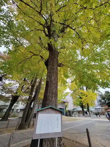 千住神社の自然