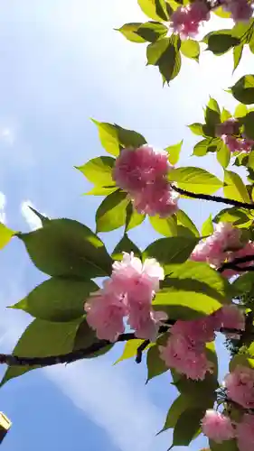 東京大神宮(東京都)