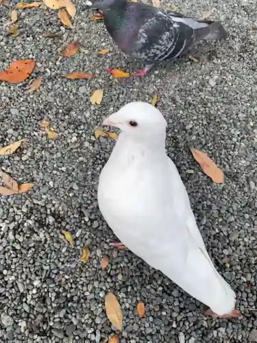 旗上弁財天社の動物