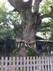 熱田神宮の自然