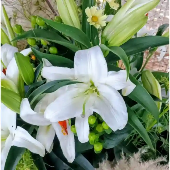 彌彦神社 (伊夜日子神社)(北海道)