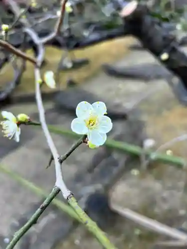 湯島天満宮の自然
