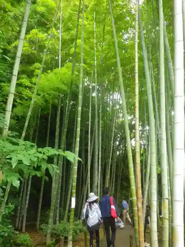 明月院の庭園