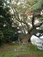 打越天満宮の自然