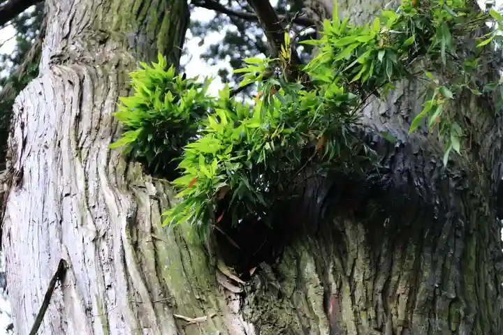 阿久津「田村神社」(郡山市阿久津町)旧社名:伊豆箱根三嶋三社の自然