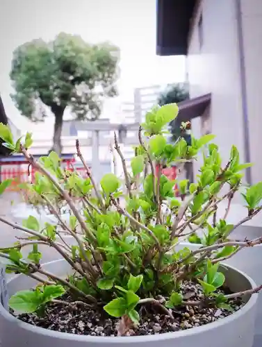 十日恵比須神社の御朱印